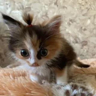 мемы в собственном соку