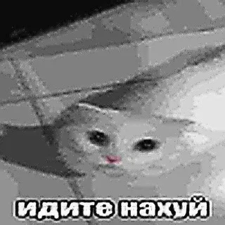щп сеньор пуберт
