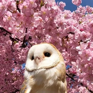 коральчики