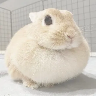 х.х.хикочан аналный