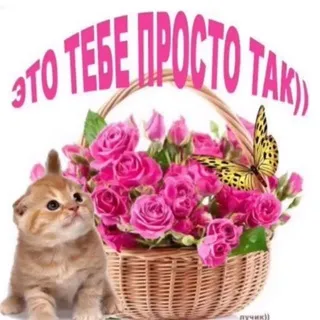 саша кишки