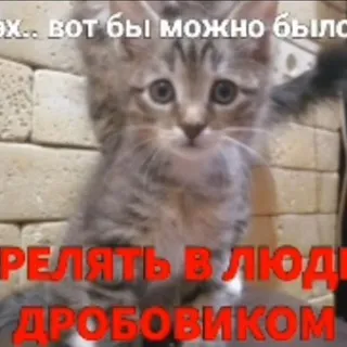 Дурдом