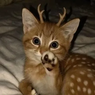 Бэмбики Никси🥰