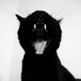 black cat nero🐈‍⬛