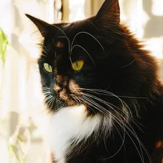 Lune Cat