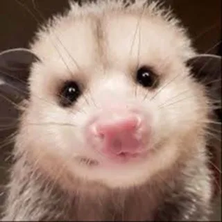 Cute Happy Chat