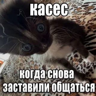 школота
