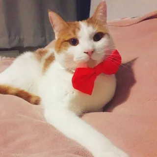 Idk how to call this channel but hello everyone
