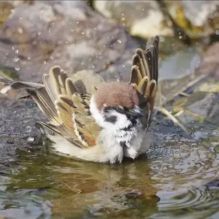 Театральный бардак