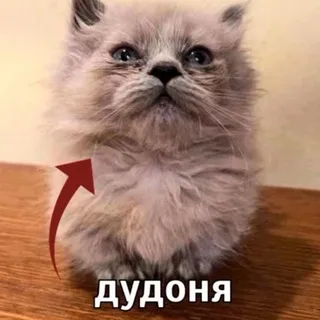 Бредни старой жабы