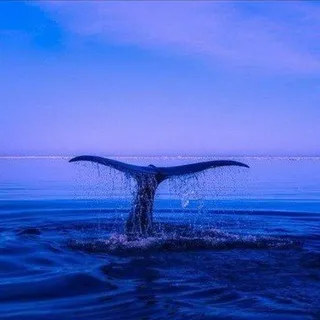 🌿Seelenheilung✨️SEI im Einklang mit dem Universum ️🦅Schwinge hoch in Liebe ♥️ in Frieden🕊 im Herzen💖 zu allen Lebewesen🌎🐾