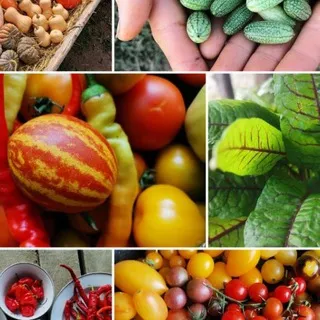 Singende Hügel Gartenfreude - Samen