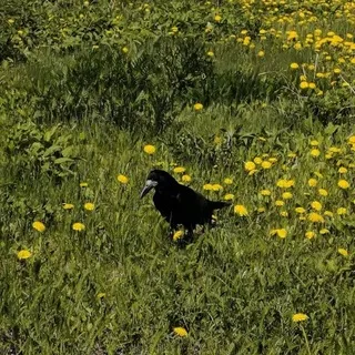 <Black ravens>