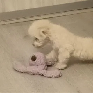 собака растёт 🐾