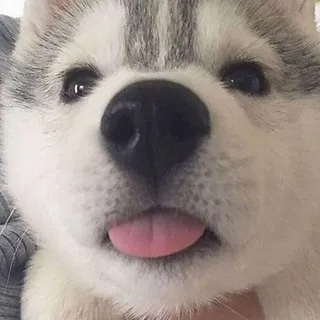 每日無數汪