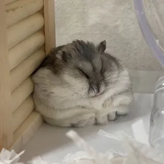 Хомячий шарик