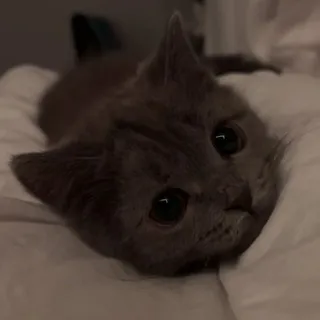 ᕦ⁠༼𝙼𝙸𝙻𝙰𝙽𝙰 ~ 𝙼𝚒𝚏𝚕𝙰𝚛𝚝•~>♡༽⁠ᕤ