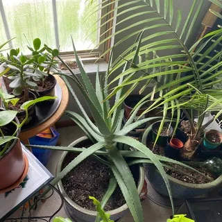 Cute happy plants