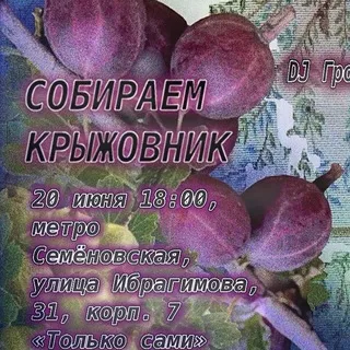 Крыжовник сквад 2: Культивация