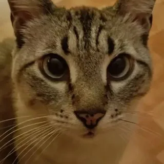 Помощь коту Барсику ❤️