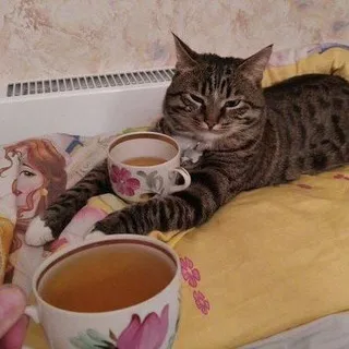 Злоключения Аячки🦇