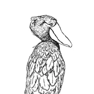 cards_with_birds