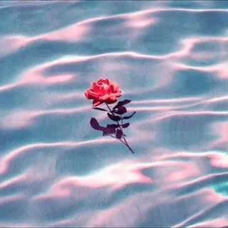 🥀єαυ ∂є яοѕє🥀 🇺🇦
