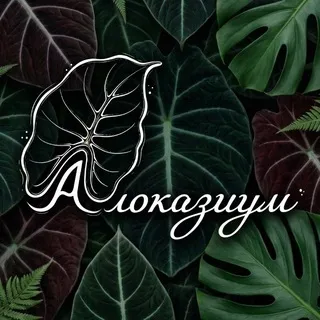 Алоказиум