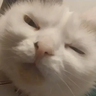 дейлі пісіч