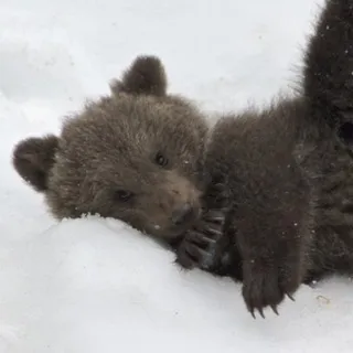 ярославль confession!!