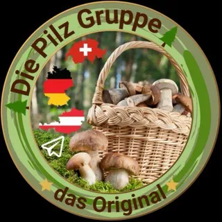 🌲Die Pilz Gruppe🌲