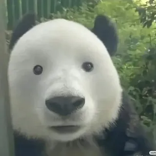 степлан