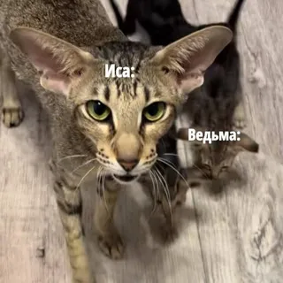 Блог исы и ведьмы