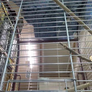 За клеткой со щеглами