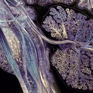 🧠ᴄᵒⁿᵒᴄⁱᵐⁱᵉⁿᵗᵒ🧠
