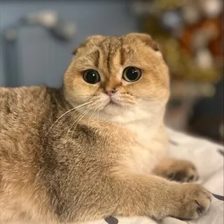 Хина, тайтлы и все делп