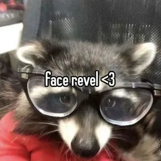 ⋆˚࿔ 𝐓𝐡𝐞 𝐝𝐢𝐚𝐫𝐲 𝐨𝐟 𝐫𝐚𝐜𝐜𝐨𝐨𝐧𝜗𝜚˚⋆