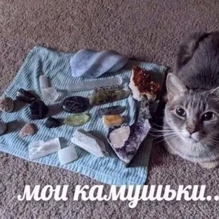 Инвентаризация экосистемы