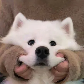 可爱小狗