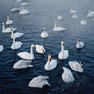 swan lake