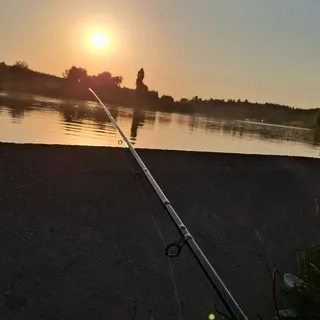 World fish