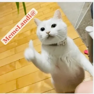 🫧🫧🤣🤪MemeLandi@🫧🫧🤣🤪