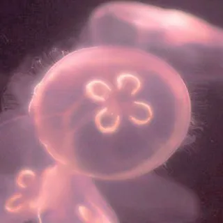meduziy pashtet