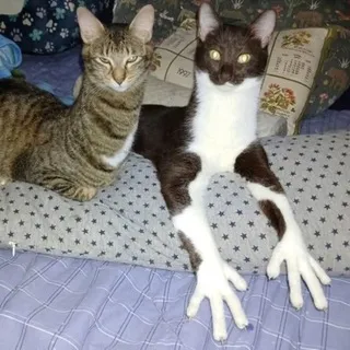 owekko