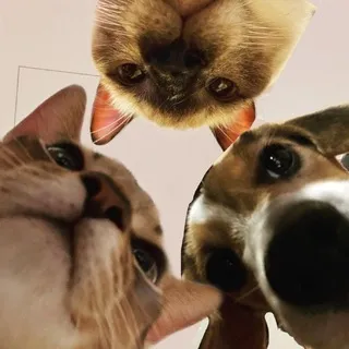 Weishennie CHAT