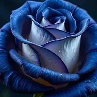 World of 🌹 🥀 🏵 💐 🌹