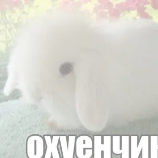ЗАКРЫТО 𝒶zhalt 𝓁oveplace