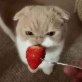 до встречи, рису!