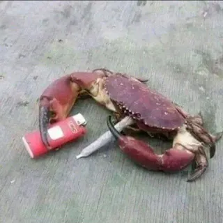 ⫸ 𝑪𝑨𝑶𝑺🔥