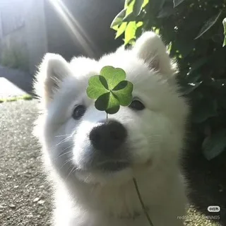 🍈徒然//—伊達フルーツ🍀🍙SHITPOST❗